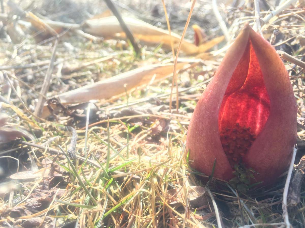 Pension Wildflowers Tateshina  Eksteriør billede