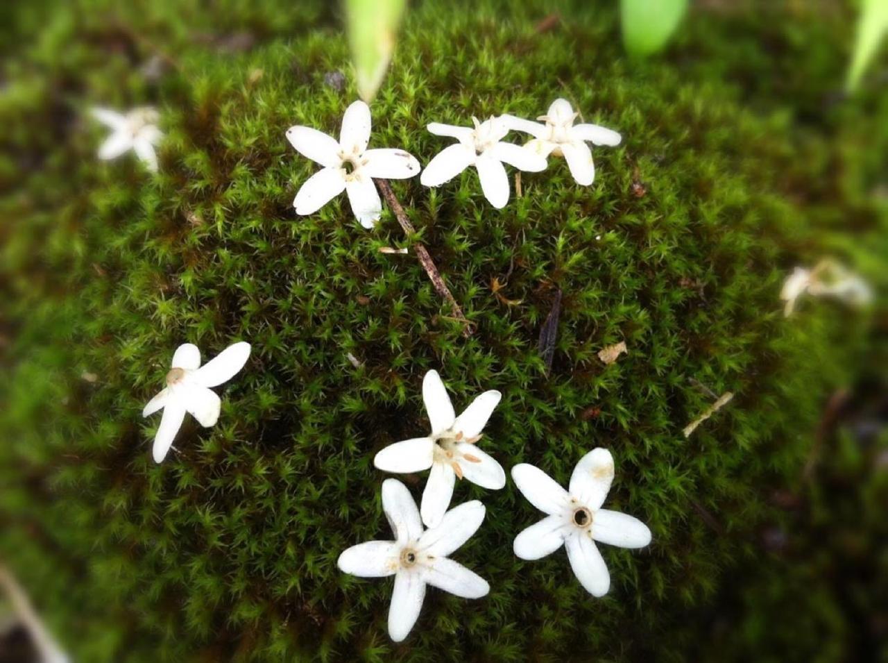 Pension Wildflowers Tateshina  Eksteriør billede